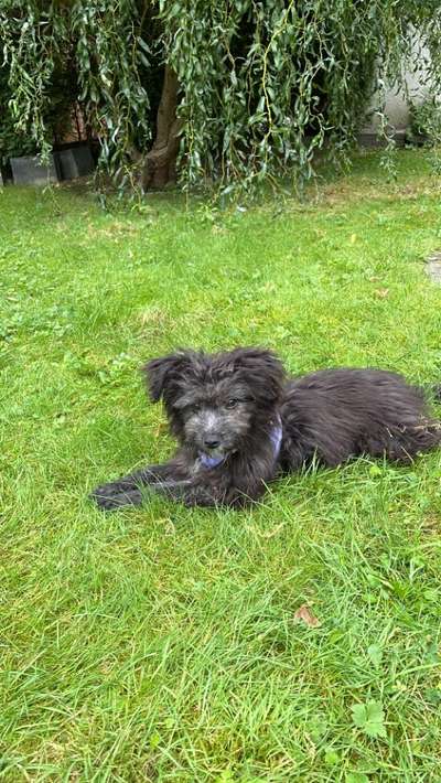 Mischlinge raten - Rätselspaß-Beitrag-Bild