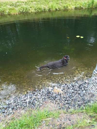 Wo sind die Riesenschnauzer?-Beitrag-Bild