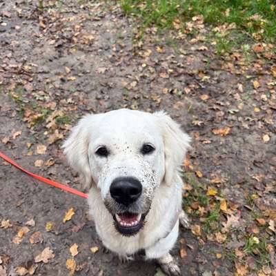 Hundetreffen-Hundefreunde zum Spielen und Trainieren gesucht-Bild