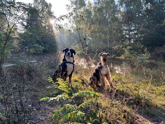 Die wunderschöne Welt mit Hund.-Beitrag-Bild