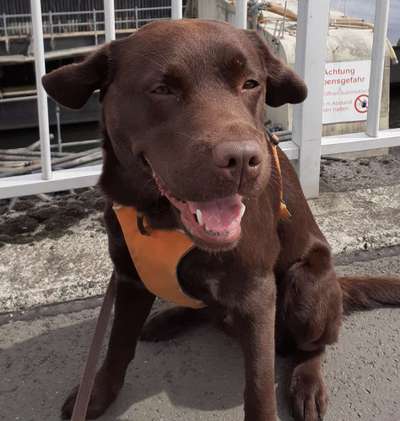 Hundetreffen-Gemeinsamer Spaziergang-Bild