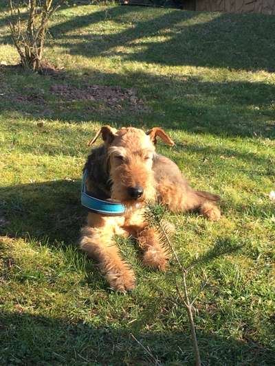 Airedale Terrier-Beitrag-Bild