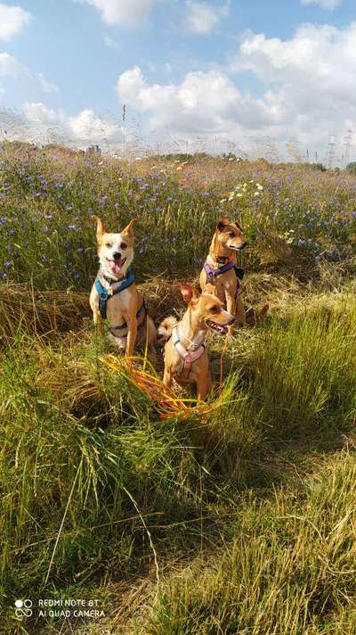 Podencomischling oder Podenco-Beitrag-Bild