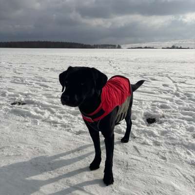 Hundetreffen-Hundefreund für gemeinsame Gassirunde gesucht-Bild