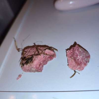 Giftköder-Giftköder??-Bild