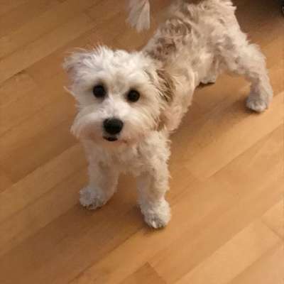 Hundetreffen-Suche Hundefreund Hundefreundin zum spielen oder toben-Bild