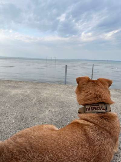 Hundetreffen-Gemeinsamer Spaziergang-Bild