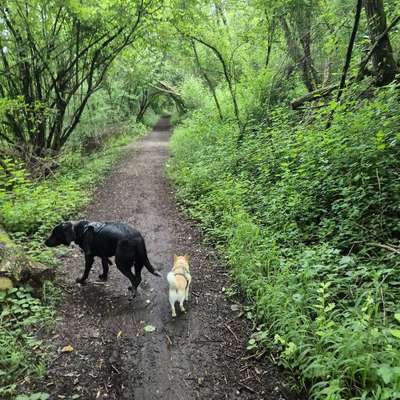 Hundetreffen-Gemeinsames Gassigehen/Spielen-Bild