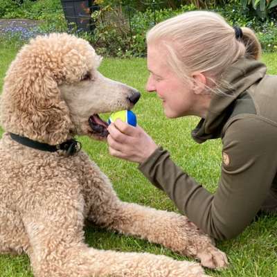 Hundetreffen-Spiel und Hundebegegnungstraining