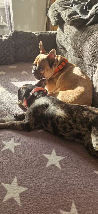 Französische Bulldoggen-Beitrag-Bild