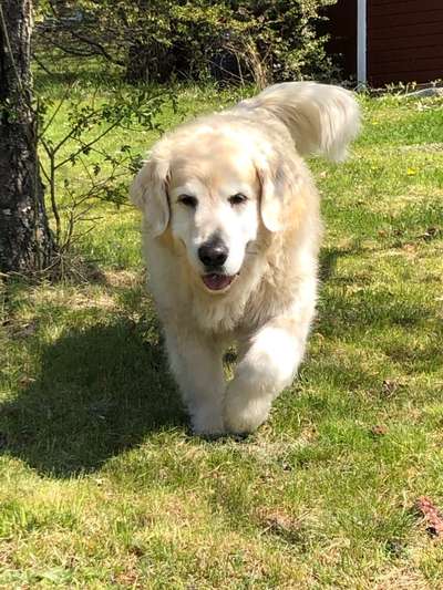 Wo sind die Golden Retriever Liebhaber?-Beitrag-Bild