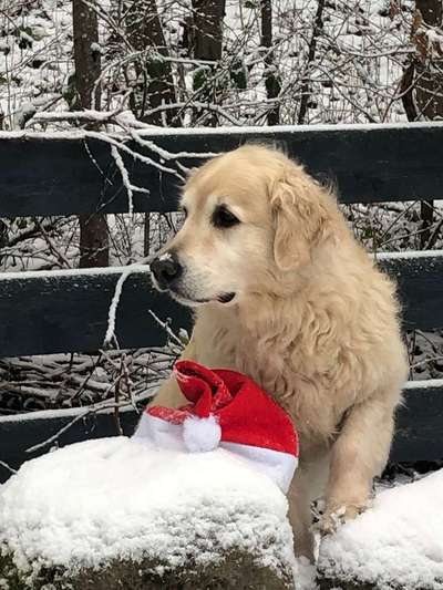 Dein Hund im Dogorama-Kalender 2021-Beitrag-Bild