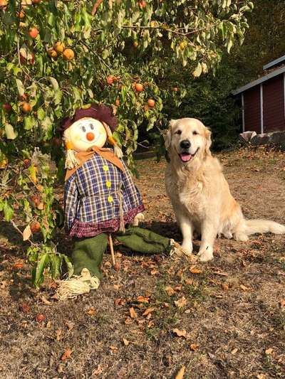 Dein Hund im Dogorama-Kalender 2021-Beitrag-Bild