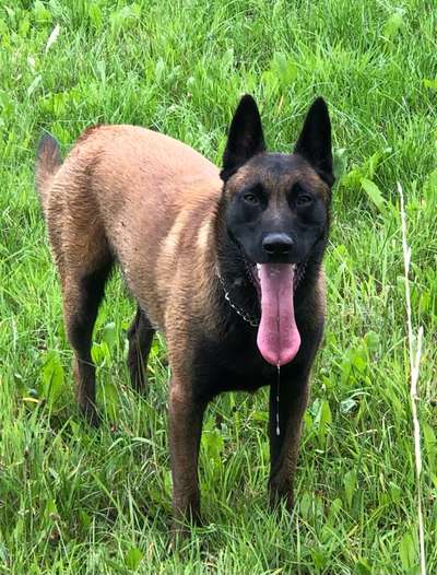 Zeigt eure Malinois!!!-Beitrag-Bild