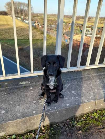 Hundetreffen-Spiel gefährte gesucht-Bild