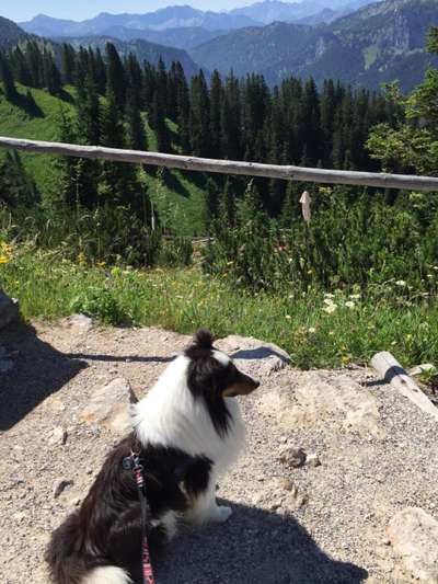 Zeigt euren Hund an eurem lieblingsplatz-Beitrag-Bild