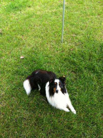 Die Dogorama Kalender Challenge Titelbild-Beitrag-Bild