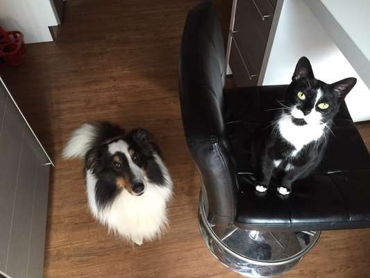 Fotochallenge Nr. 51 "Euer Hund mit anderen Tieren"-Beitrag-Bild