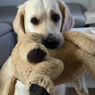 Hundetreffen-Gassi- und Spielfreunde gesucht 🐶🐾-Bild