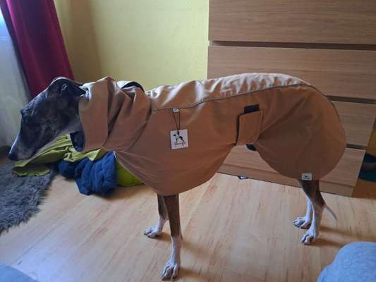 Windhunde - Treffen der besonderen Schönheiten
HERZLICH WILLKOMMEN-Beitrag-Bild