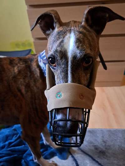 Wie sitzt mein Maulkorb / Maulkorb-Beratung-Beitrag-Bild