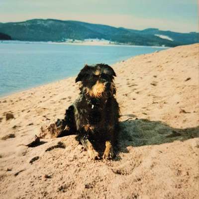 👉 Schläfern wir unsere Hunde zu schnell ein? 🤔-Beitrag-Bild