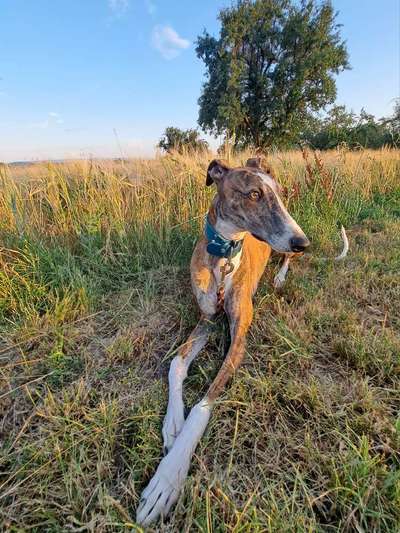 Whippet-Beitrag-Bild