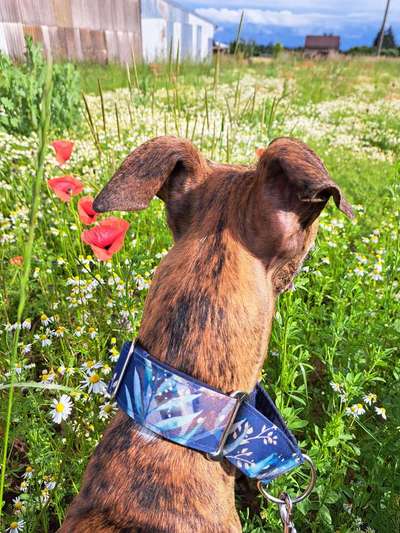 Welches Halsband trägt dein Hund und warum dieses?-Beitrag-Bild