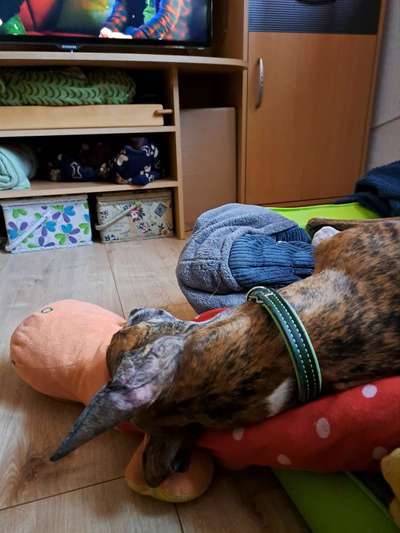 Windhunde - Treffen der besonderen Schönheiten
HERZLICH WILLKOMMEN-Beitrag-Bild