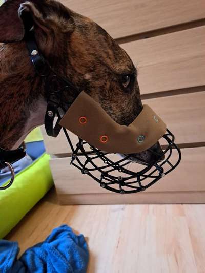 Wie sitzt mein Maulkorb / Maulkorb-Beratung-Beitrag-Bild