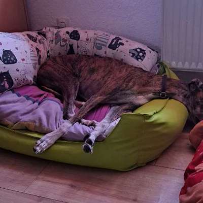 Sofa mit Hund, welches Material?-Beitrag-Bild