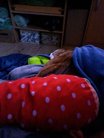 Windhunde - Treffen der besonderen Schönheiten
HERZLICH WILLKOMMEN-Beitrag-Bild