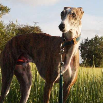 Traumhunde?-Beitrag-Bild