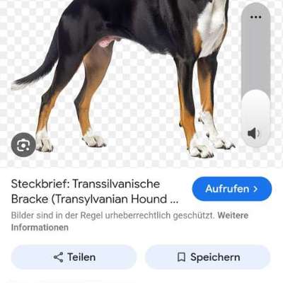 Welche Rasse könnte das sein ?-Beitrag-Bild