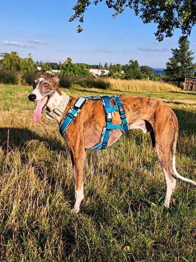 Hund aus dem Spanischen Tierschutz-Beitrag-Bild