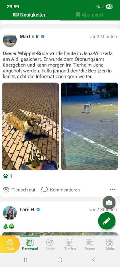 Whippet-Beitrag-Bild