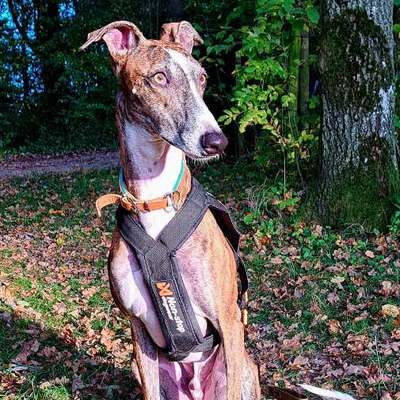 Windhunde - Treffen der besonderen Schönheiten
HERZLICH WILLKOMMEN-Beitrag-Bild