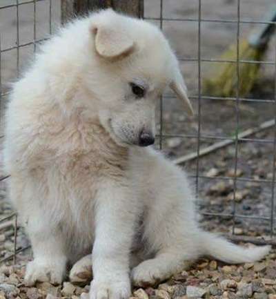 Welpen Bilder !-Beitrag-Bild