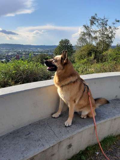 Hundeauslaufgebiet-Kleine Mittagsrunde-Bild