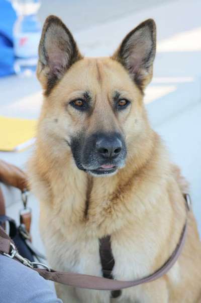 Dogorama Photo Challenge - Hundeblick zum hinschmelzen-Beitrag-Bild