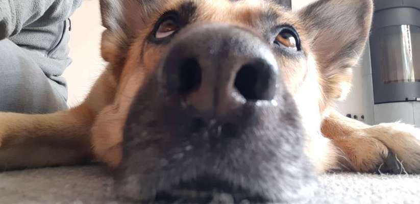 Die besten Hundeblicke 🐾❤️-Beitrag-Bild