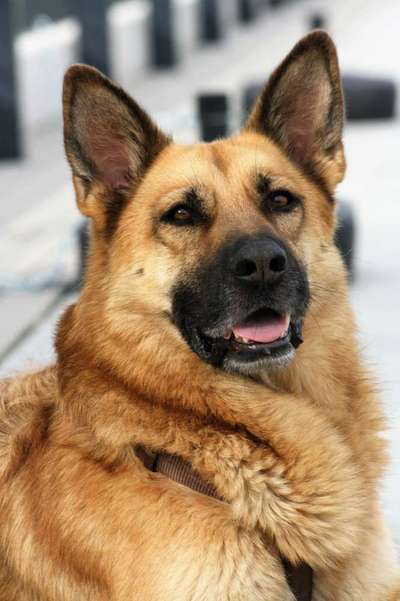 Fotochallange Nr. 57     PORTRÄT.   Beendet!!!!!!!!-Beitrag-Bild