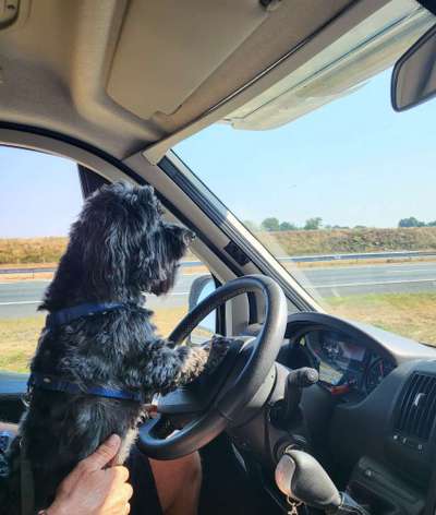 Dogorama Photo Challenge - Portrait-Beitrag-Bild