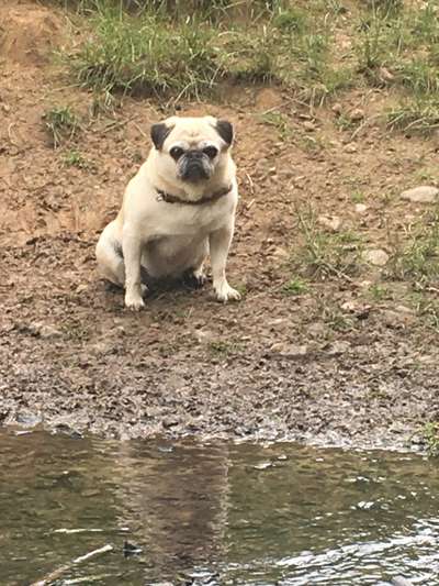 Wo sind die Möpse?-Beitrag-Bild