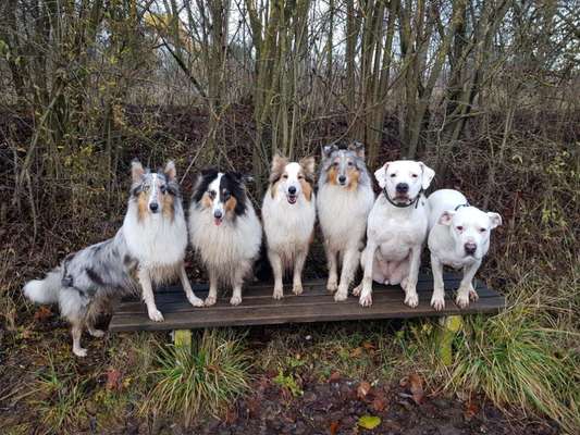 Collies gesucht-Beitrag-Bild