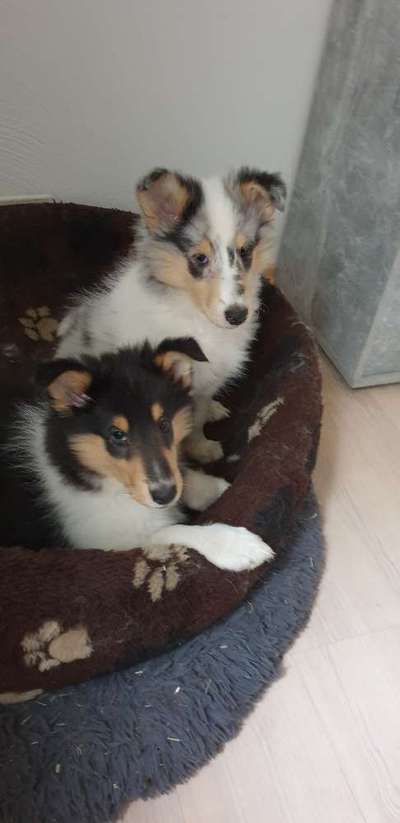 Collies gesucht-Beitrag-Bild