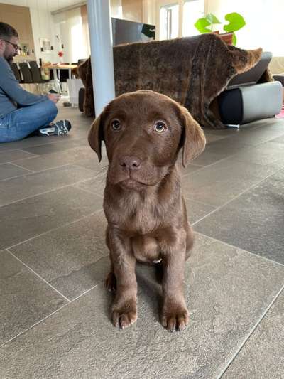 Welpen Bilder !-Beitrag-Bild