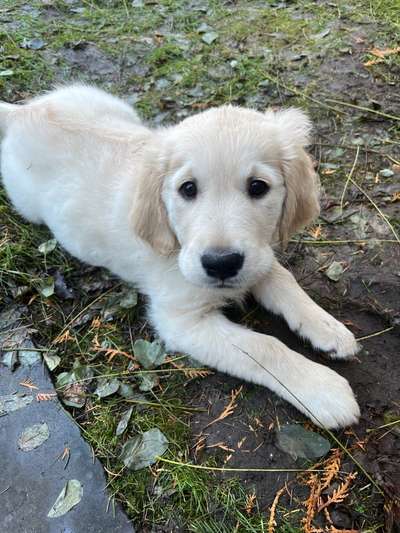 Hundetreffen-Welpentreffen-Bild