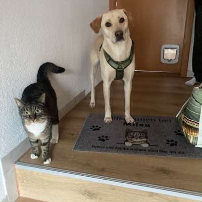 Suchmeldung-Alma-Bild