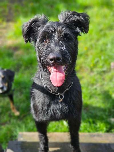 Hundetreffen-Junghunde Treffen-Bild